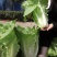 四季火娃快菜种子甜嫩美味速生小白菜种籽无毛快菜种子基地