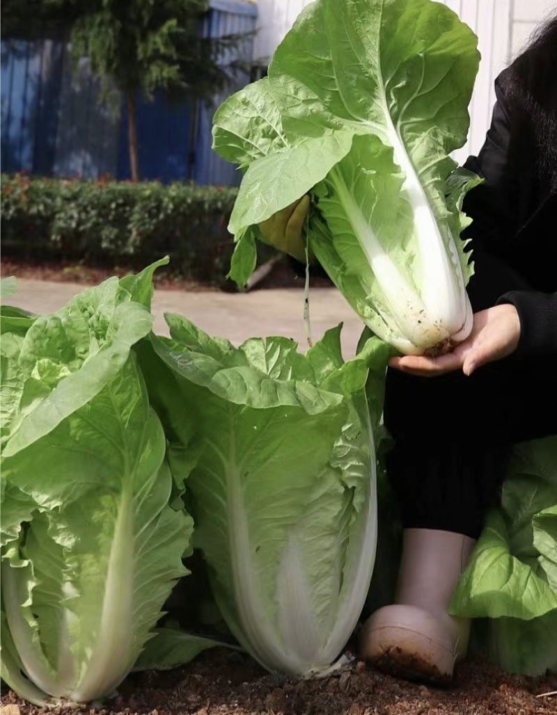四季火娃快菜种子甜嫩美味速生小白菜种籽无毛快菜种子基地