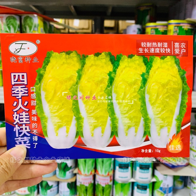 四季火娃快菜种子甜嫩美味速生小白菜种籽无毛快菜种子基地