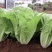 四季火娃快菜种子甜嫩美味速生小白菜种籽无毛快菜种子基地