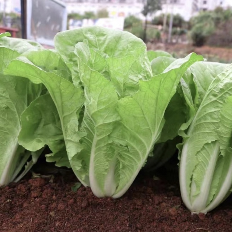 四季火娃快菜种子甜嫩美味速生小白菜种籽无毛快菜种子基地