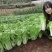 四季火娃快菜种子甜嫩美味速生小白菜种籽无毛快菜种子基地