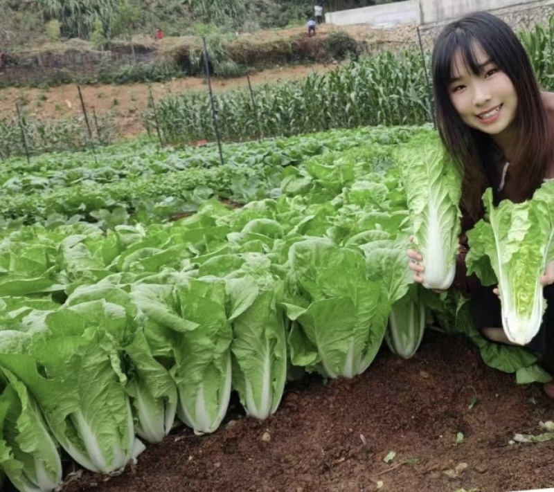 四季火娃快菜种子甜嫩美味速生小白菜种籽无毛快菜种子基地