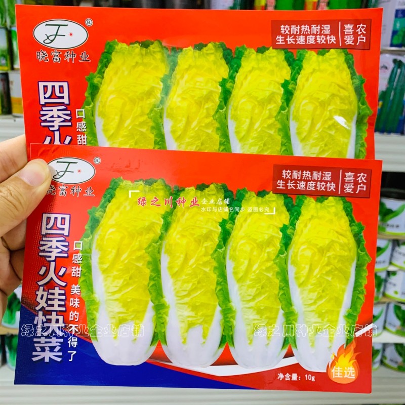 四季火娃快菜种子甜嫩美味速生小白菜种籽无毛快菜种子基地