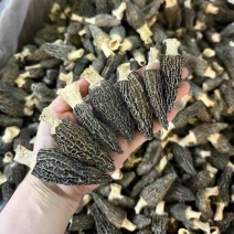 羊肚菌干货精品品质足干养生食用菌磨菇菌煲汤食材产地批发