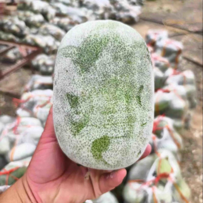水果冬瓜，河南小冬瓜，开封冬瓜，产地发货全国接单随到随装