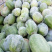 水果冬瓜，河南小冬瓜，开封冬瓜，产地发货全国接单随到随装