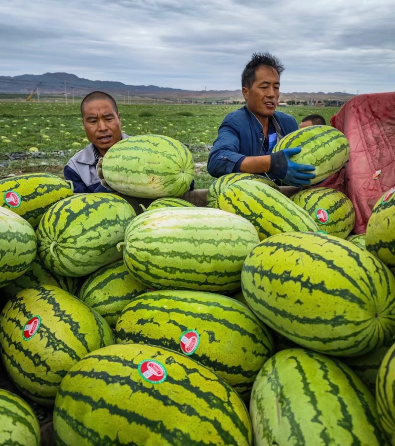 甘肃西瓜硒砂瓜石头瓜，大吨位供应，可视频看货代发全国