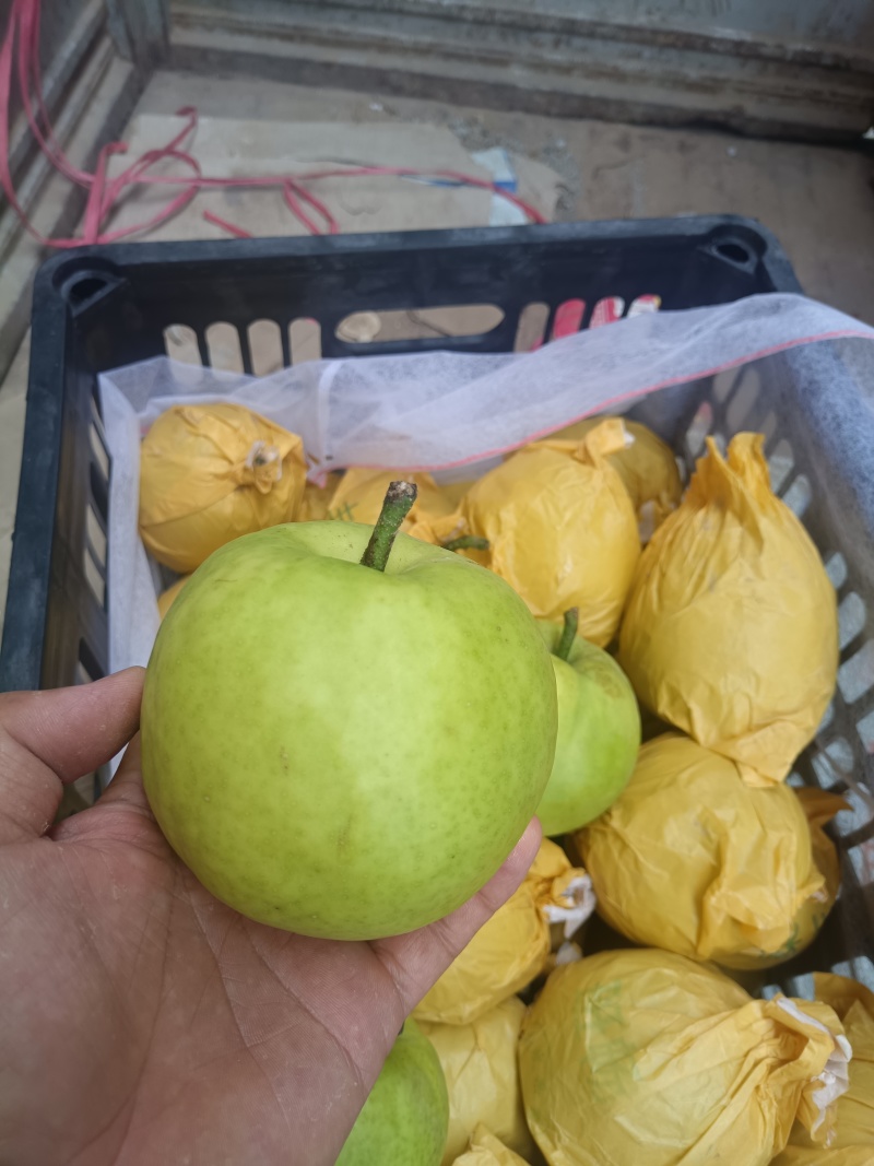 酥翠一号，518梨，翠冠梨，六两以上，大量供应