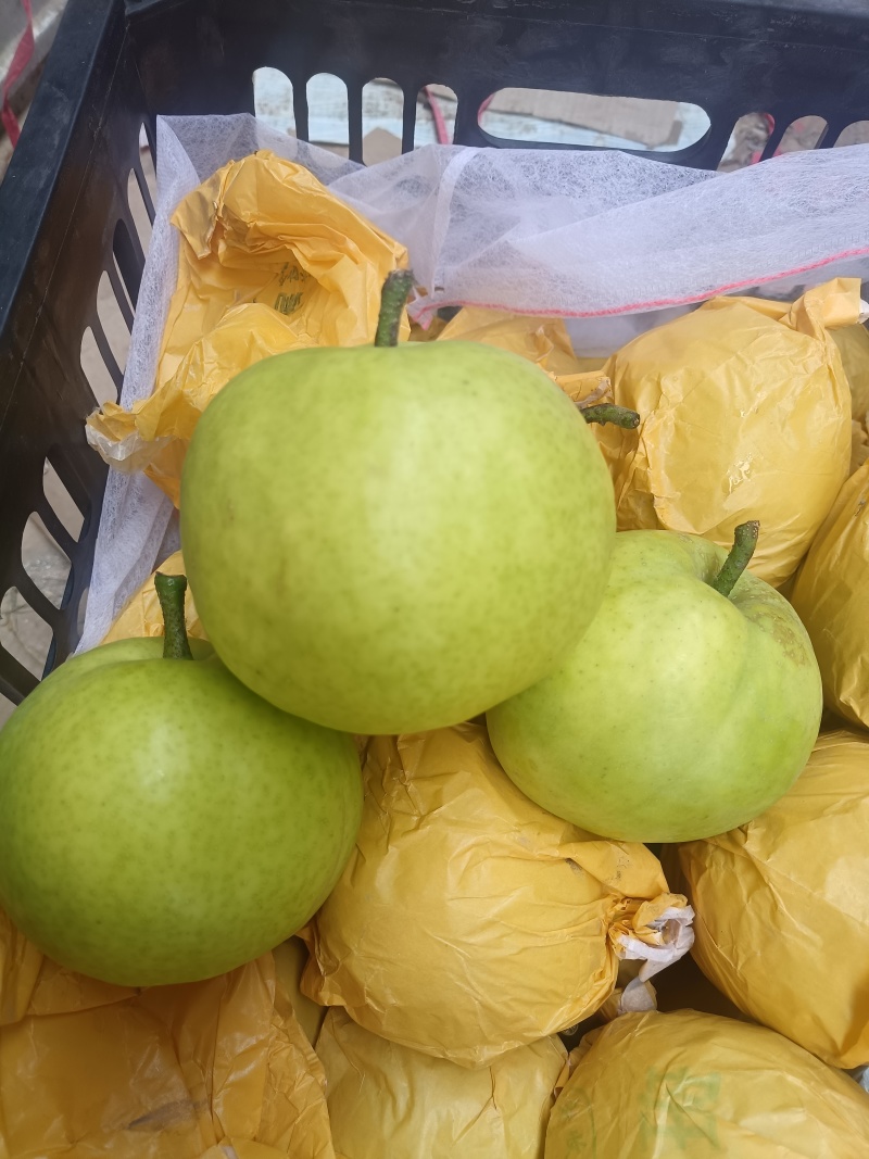 酥翠一号，518梨，翠冠梨，六两以上，大量供应