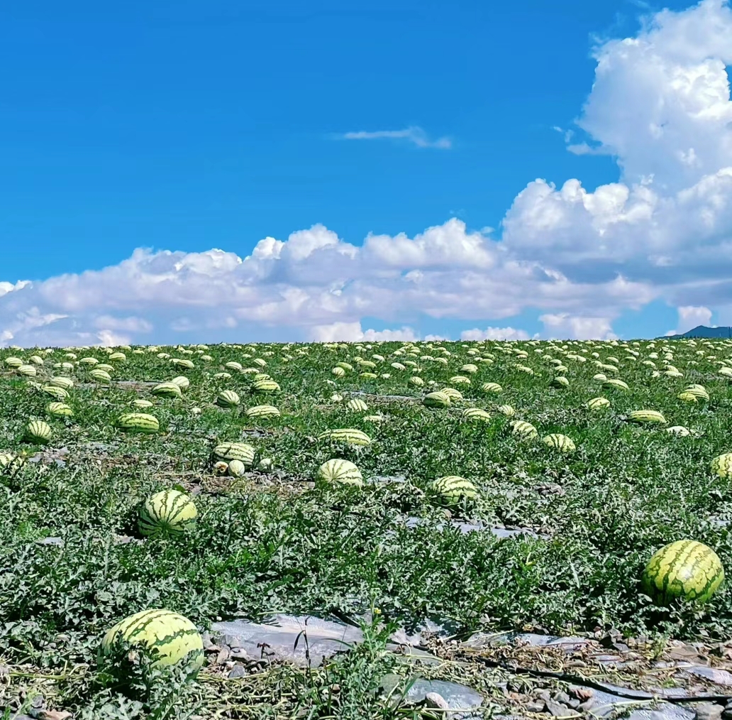 新疆吐鲁番蜜瓜种植基地航拍图