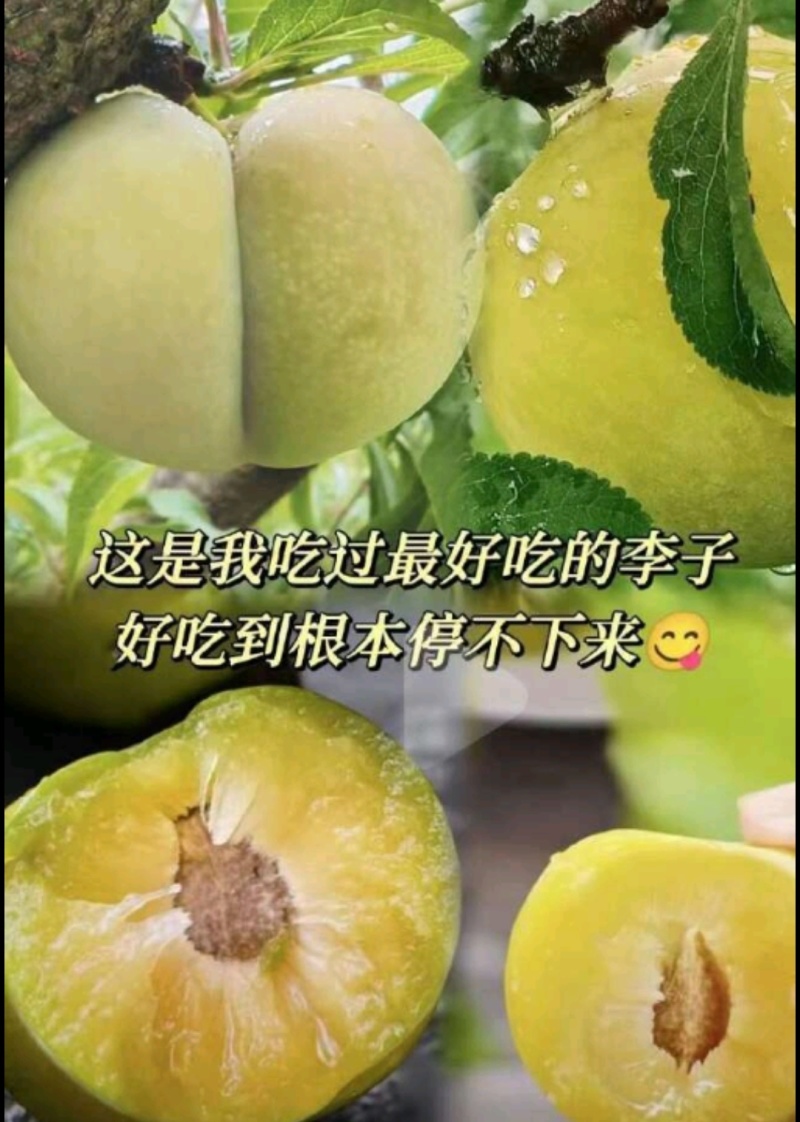 蜂糖李杭州数量有限先到先得，香甜脆黄皮黄肉货源充足