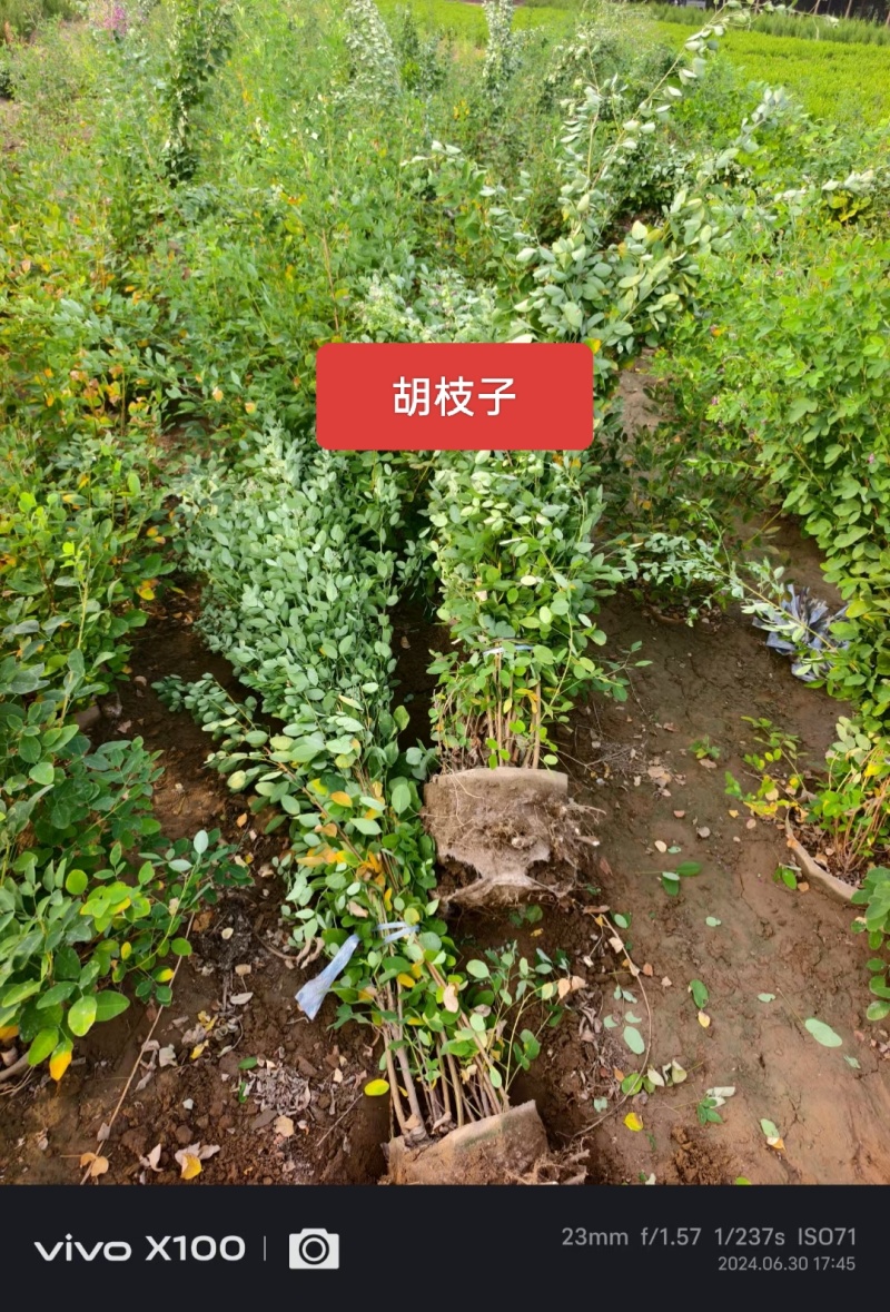 河北定州胡枝子花灌木绿化苗木树苗自家苗圃现挖现卖