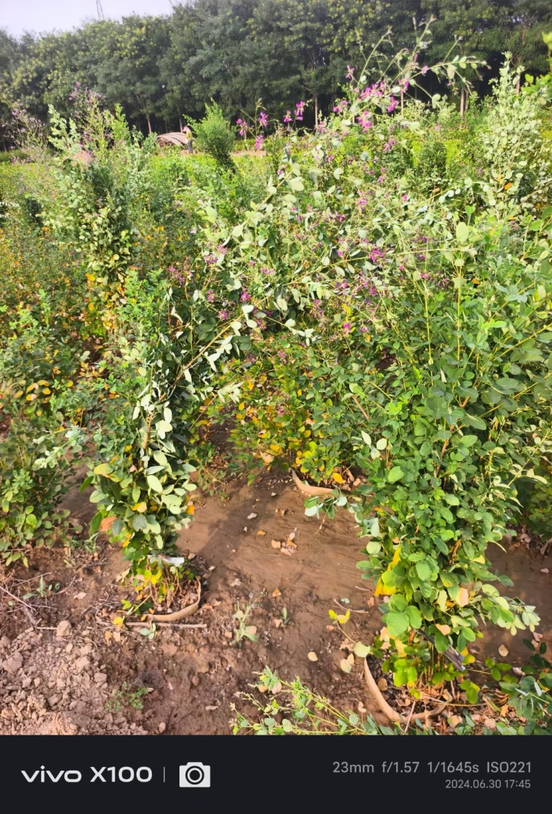 河北定州胡枝子花灌木绿化苗木树苗自家苗圃现挖现卖