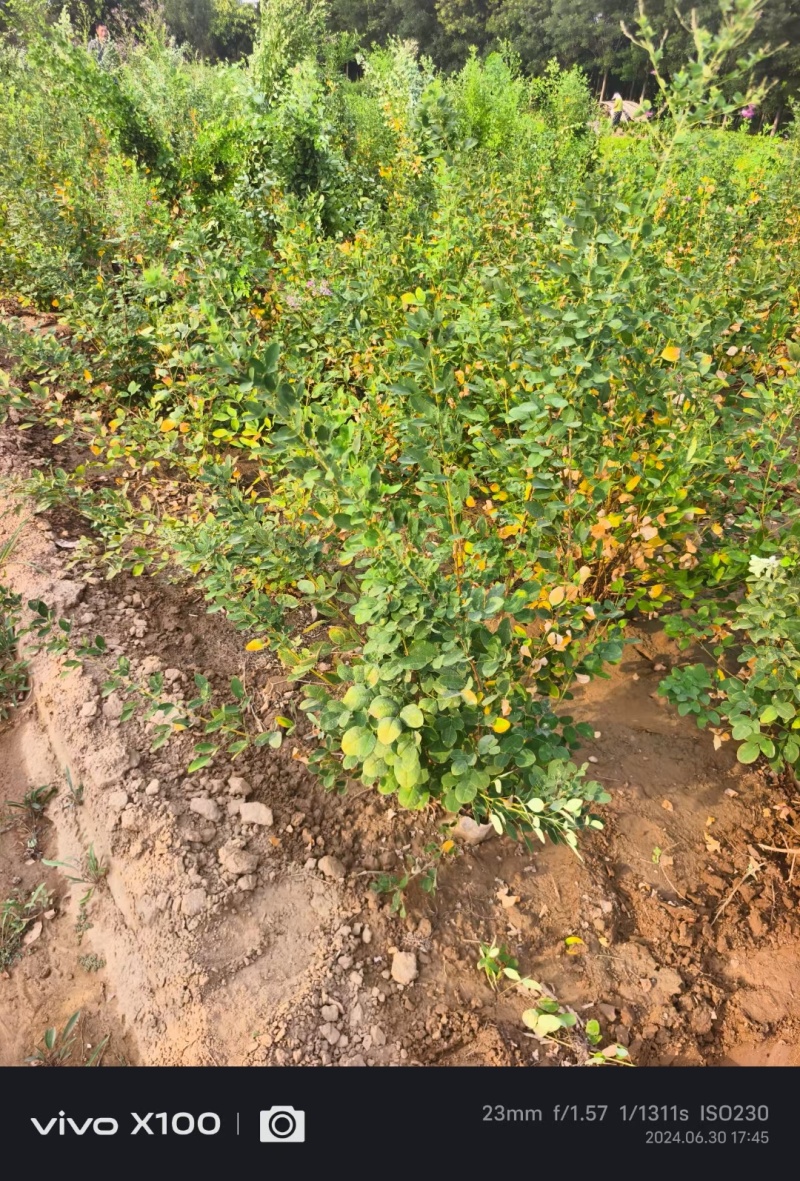河北定州胡枝子花灌木绿化苗木树苗自家苗圃现挖现卖