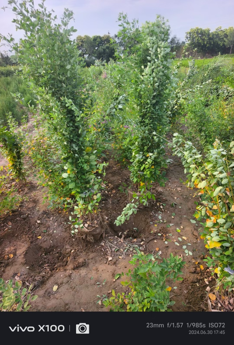 河北定州胡枝子花灌木绿化苗木树苗自家苗圃现挖现卖
