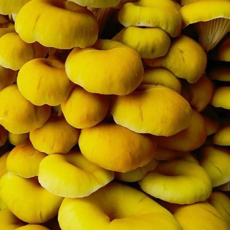 榆黄菇菌种榆黄蘑菌种黄金菇菌种