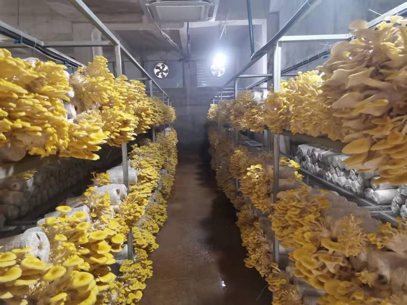 榆黄菇菌种榆黄蘑菌种黄金菇菌种
