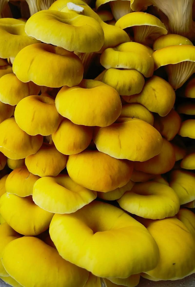 榆黄菇菌种榆黄蘑菌种黄金菇菌种