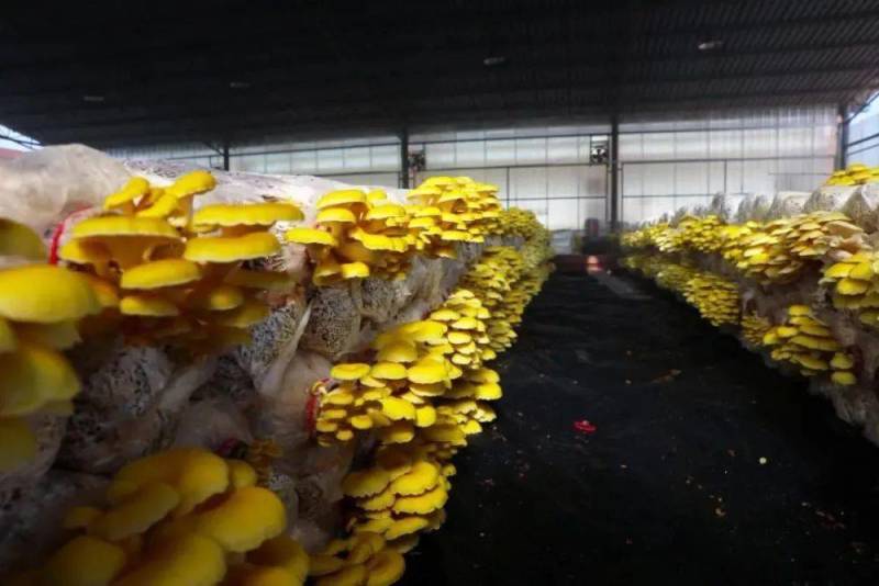 榆黄菇菌种榆黄蘑菌种黄金菇菌种