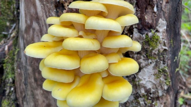 榆黄菇菌种榆黄蘑菌种黄金菇菌种