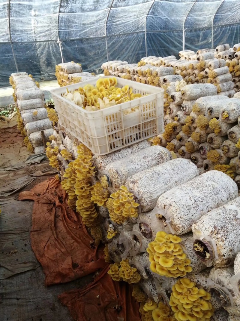 榆黄菇菌种榆黄蘑菌种黄金菇菌种