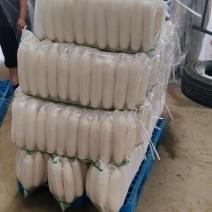 白萝卜精品基地大量供应，质量保证，每天可发100吨以上。