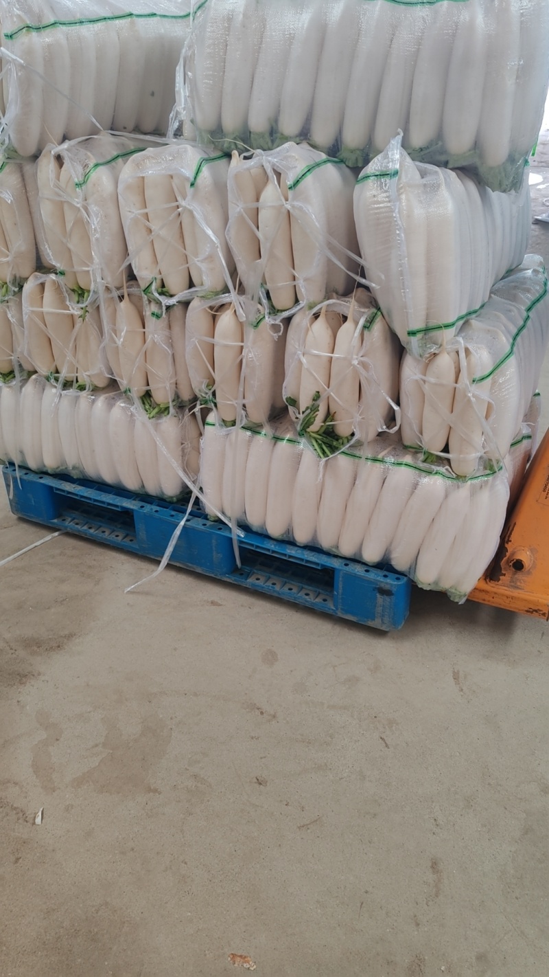 白萝卜精品基地大量供应，质量保证，每天可发100吨以上。