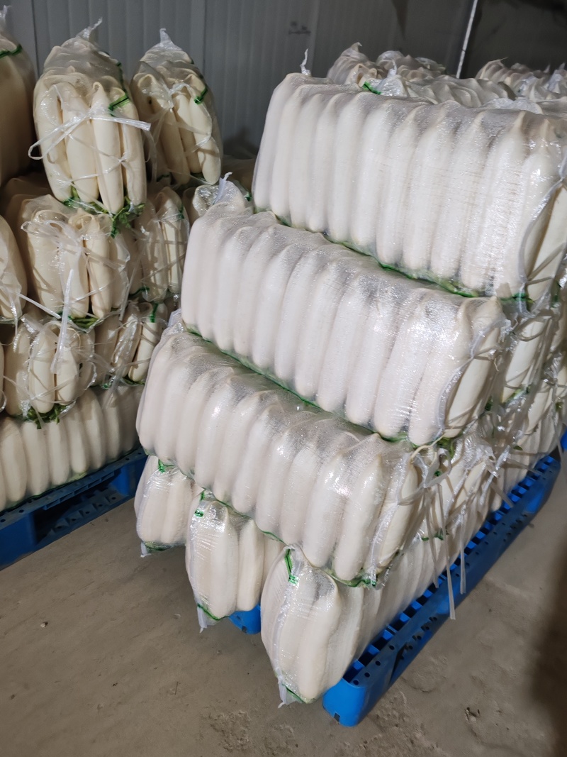 白萝卜精品基地大量供应，质量保证，每天可发100吨以上。