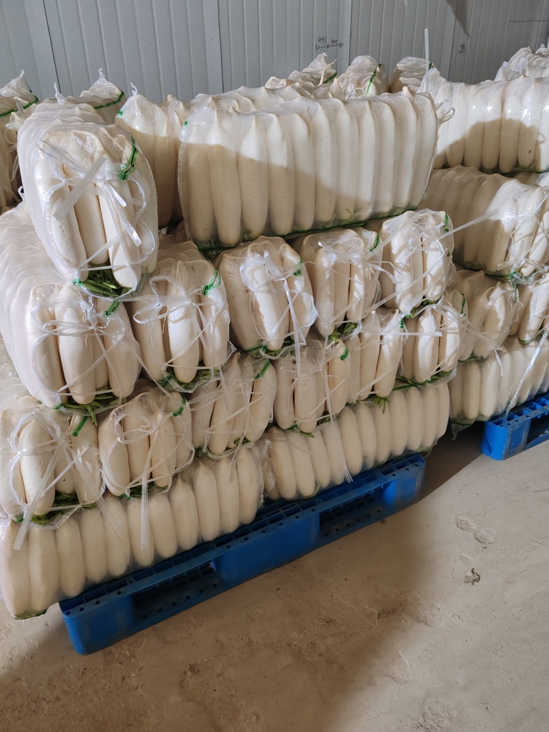 白萝卜精品基地大量供应，质量保证，每天可发100吨以上。