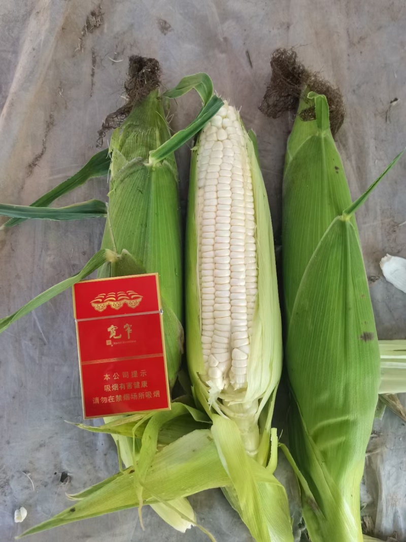 水果玉米，万糯先锋，大吨位供应，地头直发市场精品货