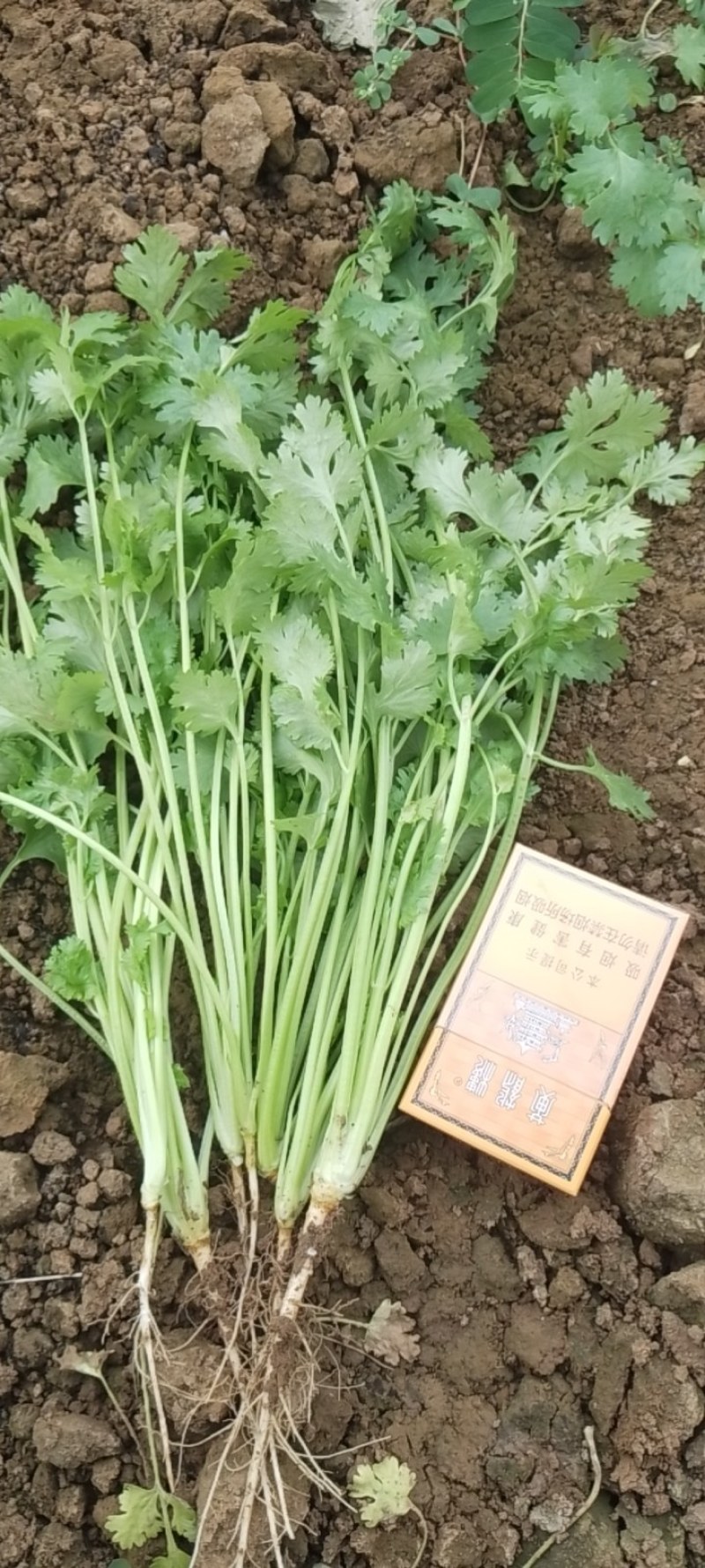 精品香菜