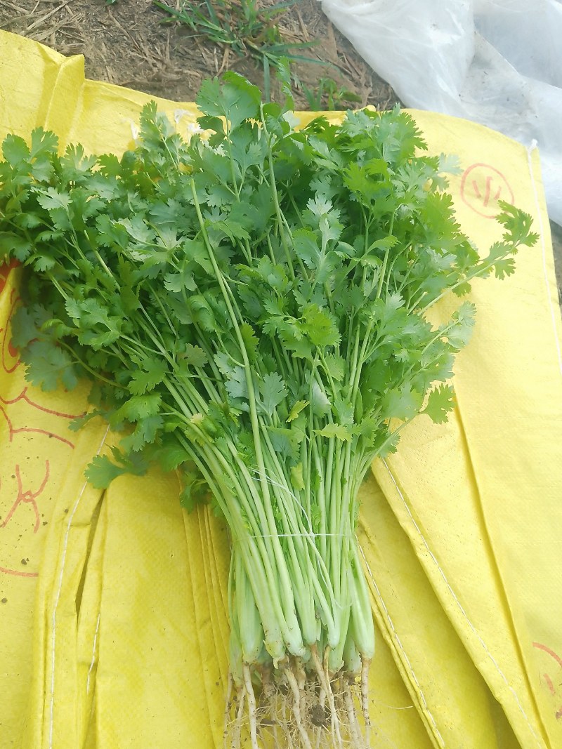 精品香菜