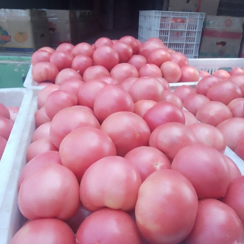 襄城县崔结实代收各种疏菜瓜果欢迎您？精品西红柿。
