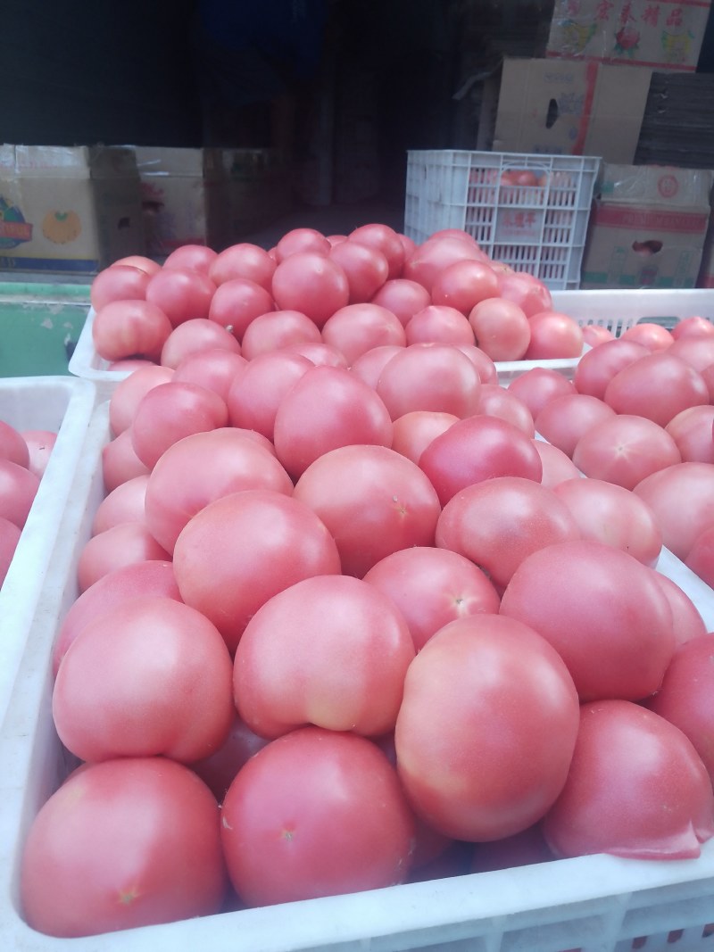 襄城县崔结实代收各种疏菜瓜果欢迎您？精品西红柿。