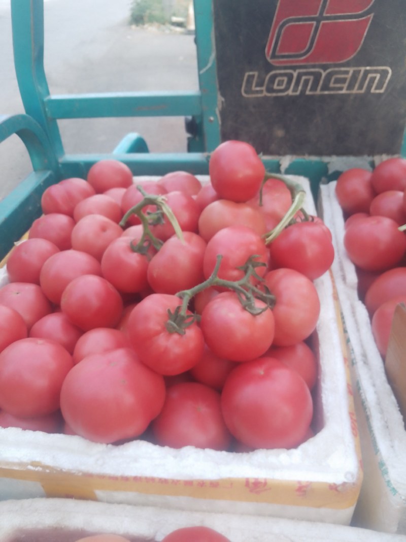 襄城县崔结实代收各种疏菜瓜果欢迎您？精品西红柿。