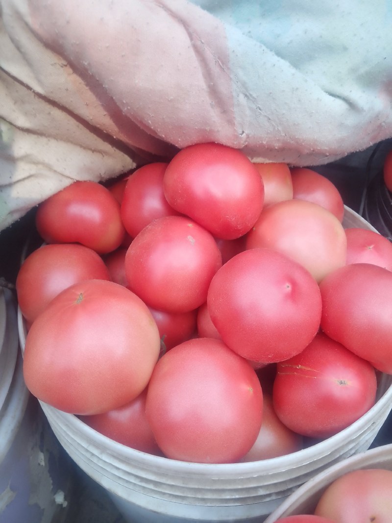 襄城县崔结实代收各种疏菜瓜果欢迎您？精品西红柿。