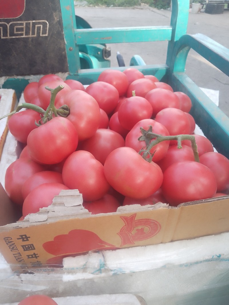 襄城县崔结实代收各种疏菜瓜果欢迎您？精品西红柿。