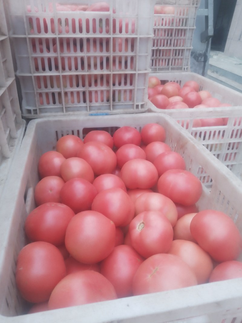 襄城县崔结实代收各种疏菜瓜果欢迎您？精品西红柿。