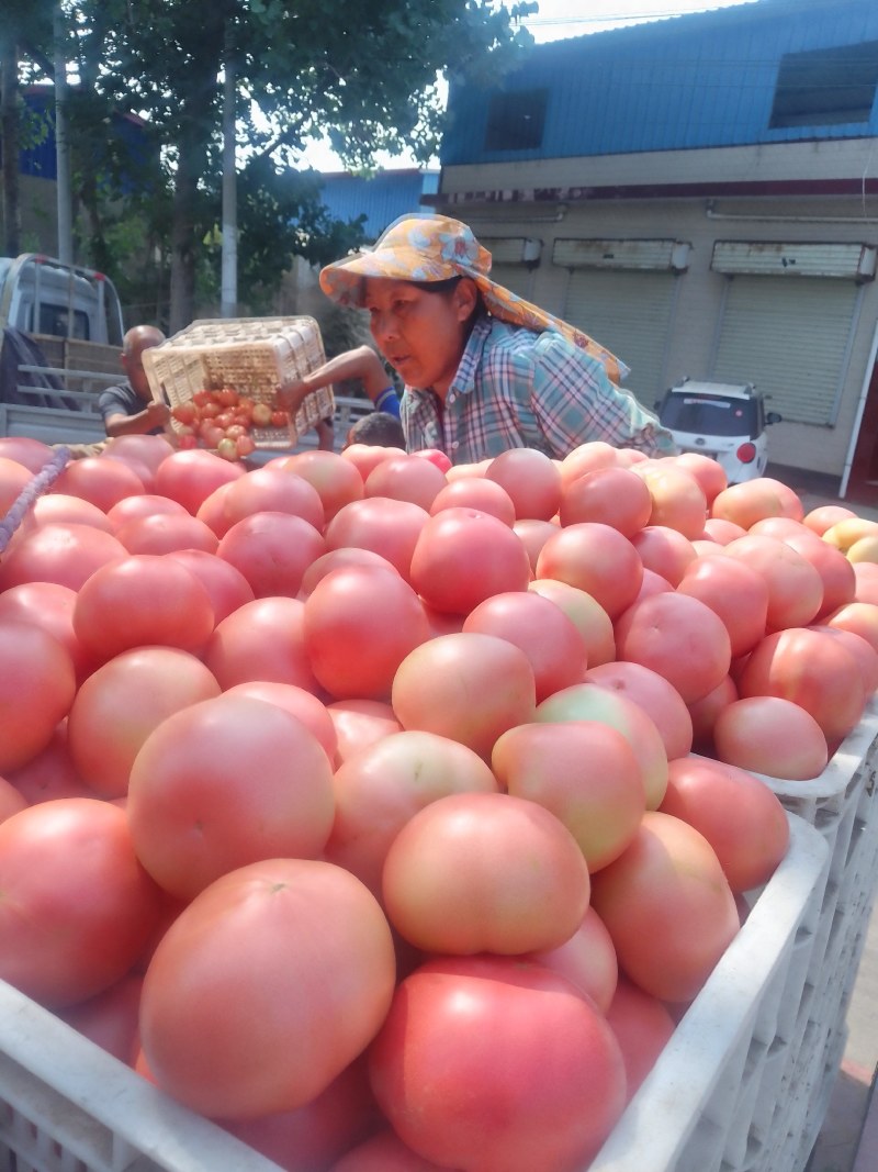 襄城县崔结实代收各种疏菜瓜果欢迎您？精品西红柿。
