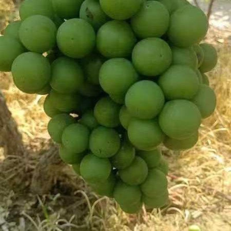 巨峰清无壳莆萄，加工厂用的，大量上市中有需要老板联系我，