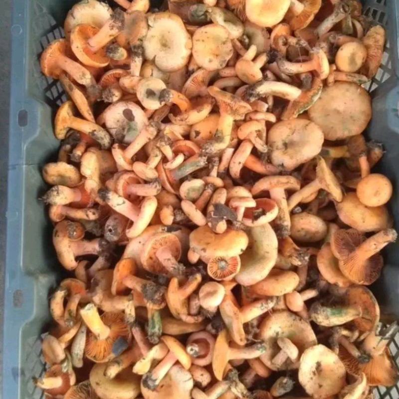 鲜货松树菌