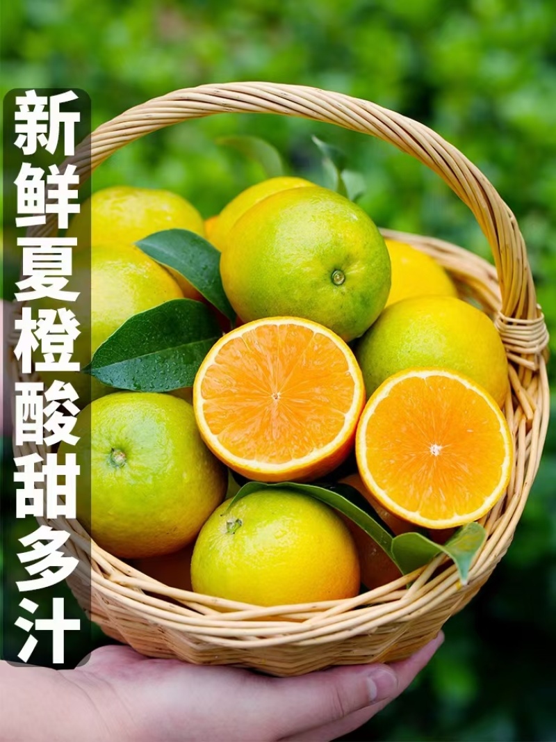 夏橙产地一手货源一件代发社区团购整车配送等