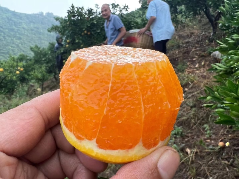 夏橙产地一手货源一件代发社区团购整车配送等