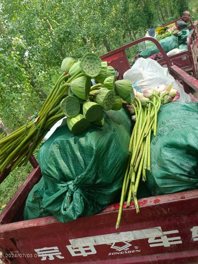 新鲜的莲蓬，大量有货，量大从优，欢迎新老客户前来合作