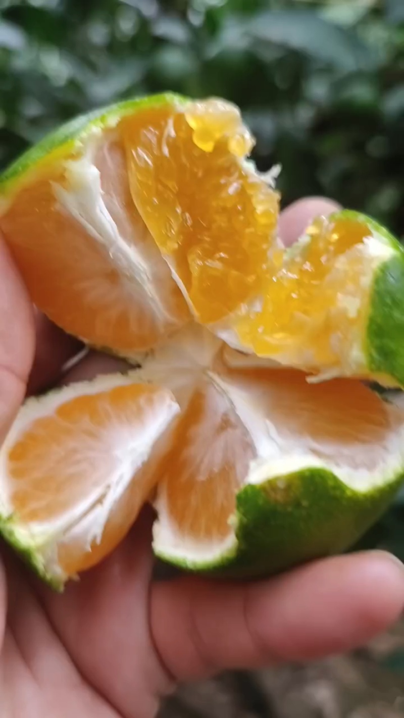 云南特早蜜桔产地对接市场批发，外贸出口电商商超零售勿扰