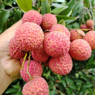烤干礶头荔枝乌叶桂味