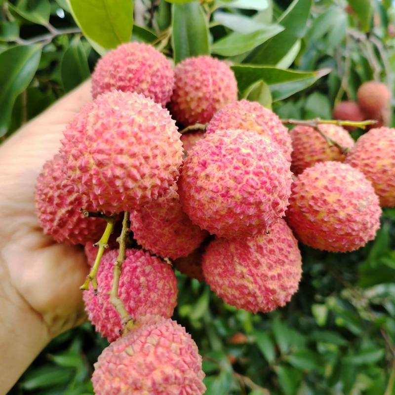 烤干礶头荔枝乌叶桂味