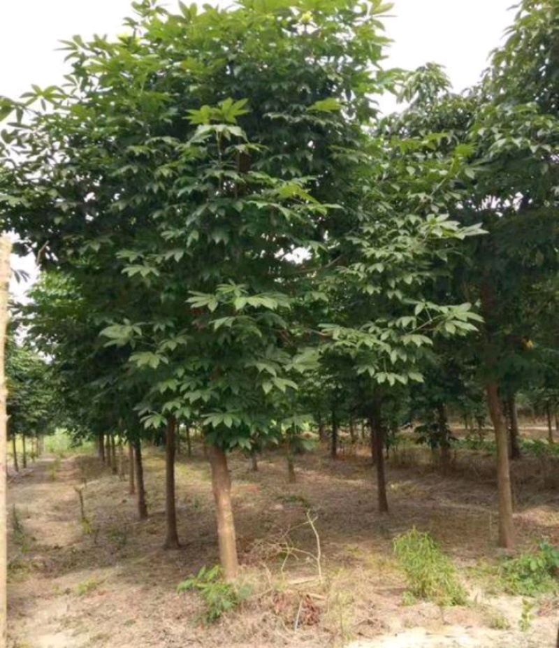七叶树陕西七叶树产地直销各种规格直径2-20厘米