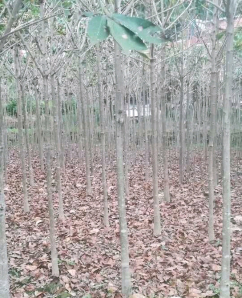 七叶树陕西七叶树产地直销各种规格直径2-20厘米